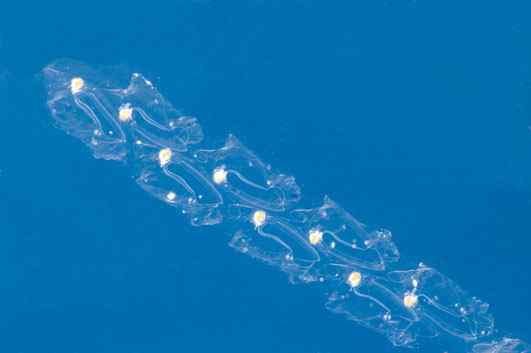 人类第一次完成海洋物种普查：23万种海洋生物