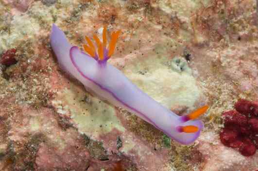 人类第一次完成海洋物种普查：23万种海洋生物