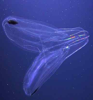 人类第一次完成海洋物种普查：23万种海洋生物