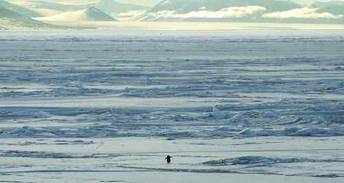 南极风光摄影 企鹅