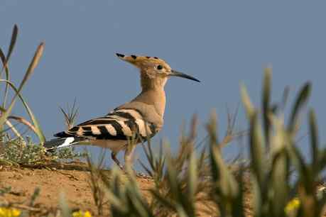 我与小麻雀的五年情份