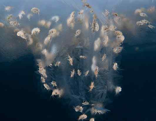 人类第一次完成海洋物种普查：23万种海洋生物