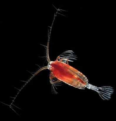 人类第一次完成海洋物种普查：23万种海洋生物