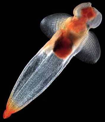 人类第一次完成海洋物种普查：23万种海洋生物