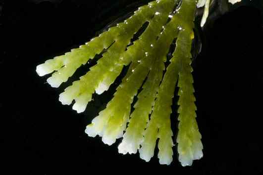 人类第一次完成海洋物种普查：23万种海洋生物