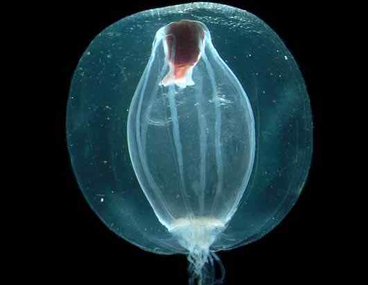 人类第一次完成海洋物种普查：23万种海洋生物