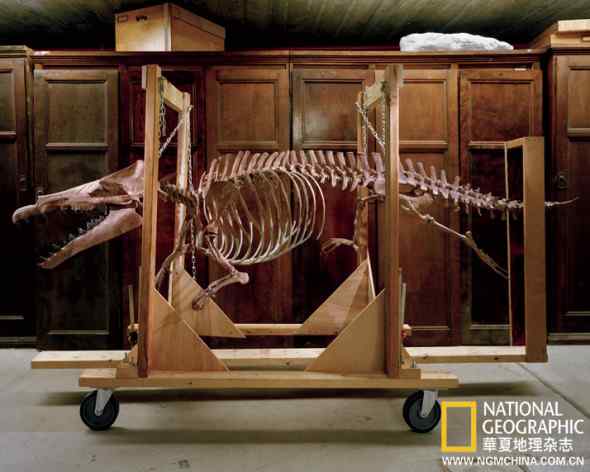 史前巨鲸世界——埃及鲸之谷沙漠