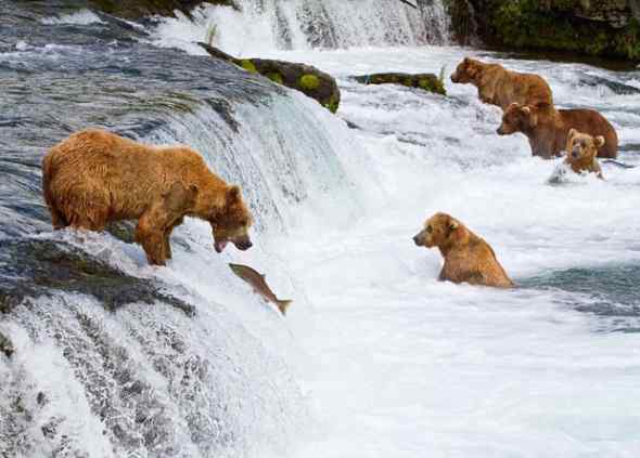 捕食的精彩瞬间！美国棕熊捕食大马哈鱼