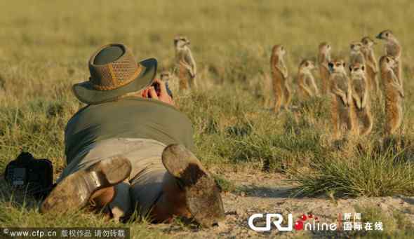 大胆狐獴(猫鼬)！竟敢骑到人头上