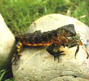 中国11种比大熊猫还濒危、急需拯救保护的野生动物