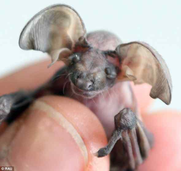 救助野生的小长耳蝙蝠 遭母亲遗弃