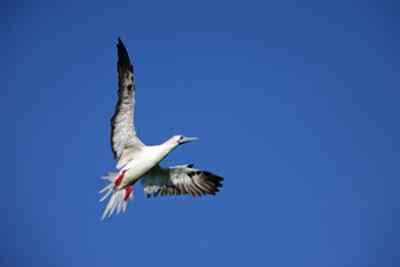 西沙群岛的红脚鲣鸟