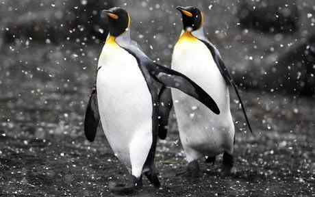 同性企鹅谈的不是恋爱，是寂寞