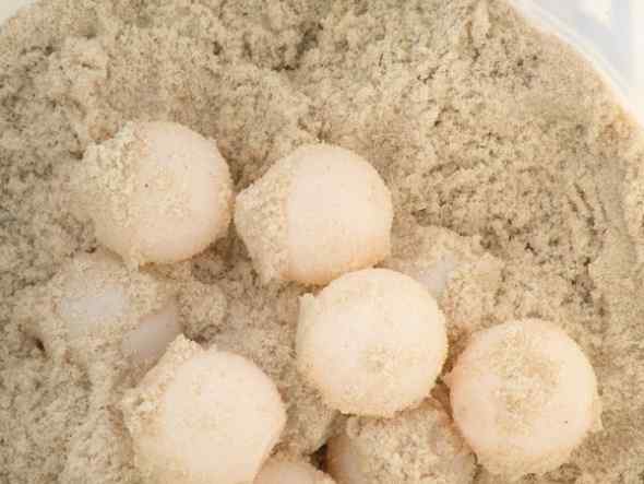 墨西哥湾石油泄漏 加紧人工孵化小海龟