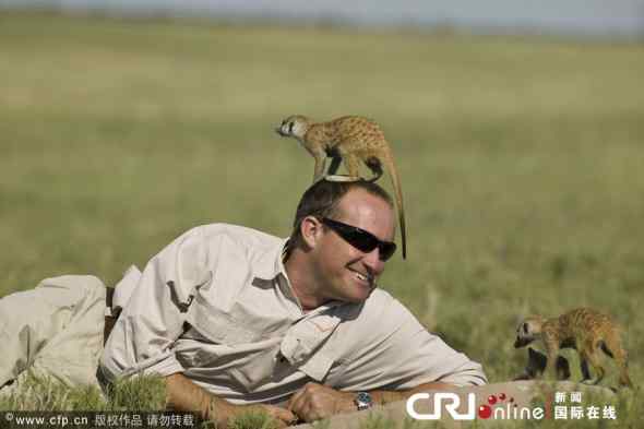 大胆狐獴(猫鼬)！竟敢骑到人头上