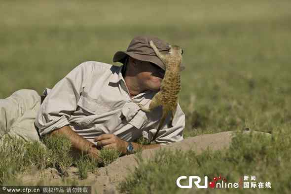 大胆狐獴(猫鼬)！竟敢骑到人头上