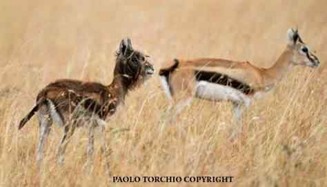 地球上奔跑速度最快的动物——汤普森瞪羚