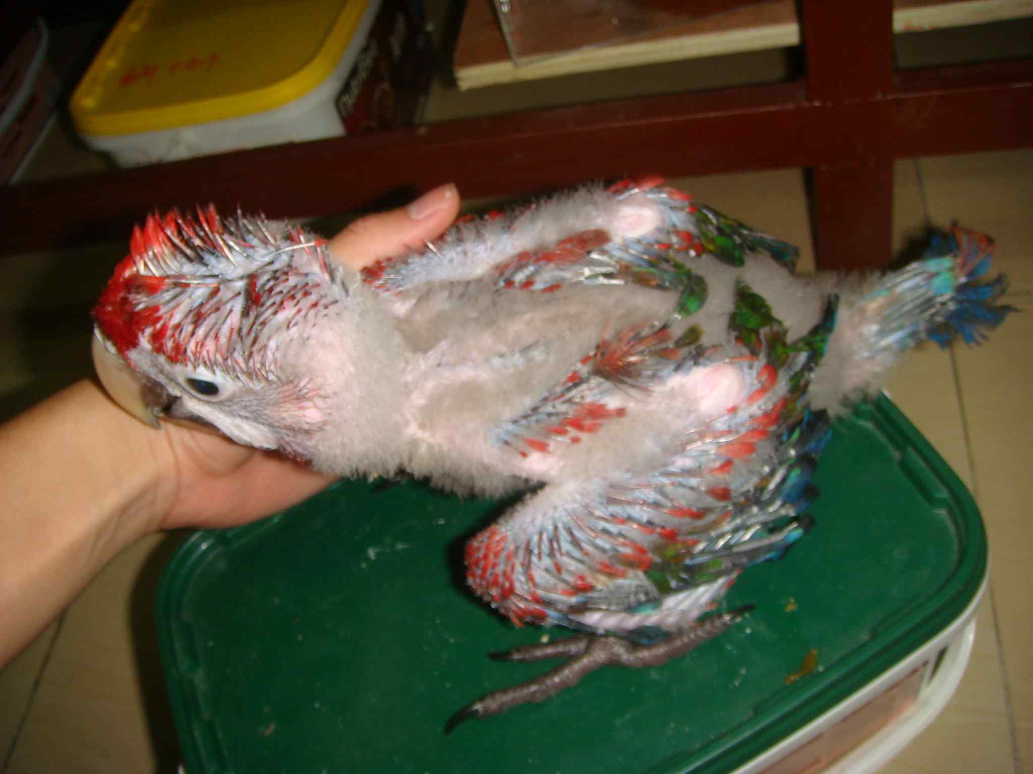 鹦鹉繁殖——孵化箱的介绍