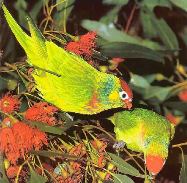 鹦鹉繁殖——充分的空气流通