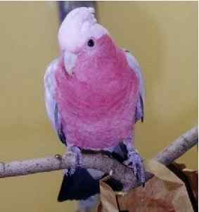 鹦鹉繁殖——人工孵化的历史