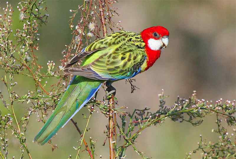 鹦鹉繁殖——未断奶幼鸟饲养简介