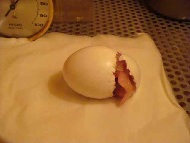 鹦鹉繁殖——孵化期的温度和湿度