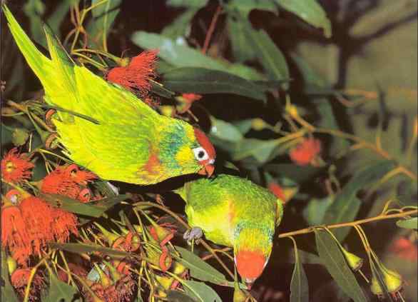 鹦鹉繁殖——幼鸟的断奶