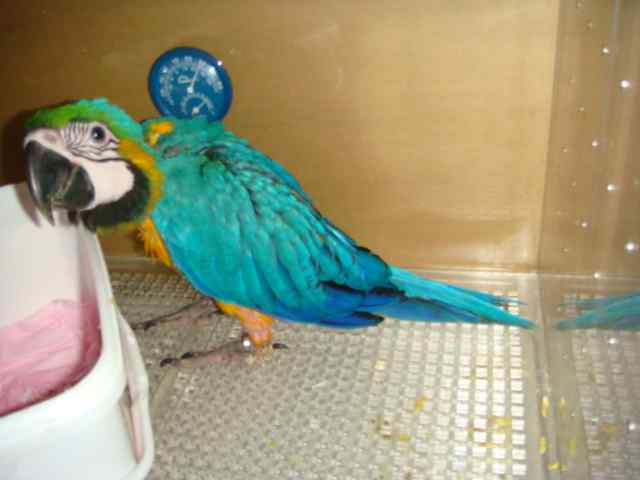 鹦鹉保育——维生素——吃的胜利法宝4