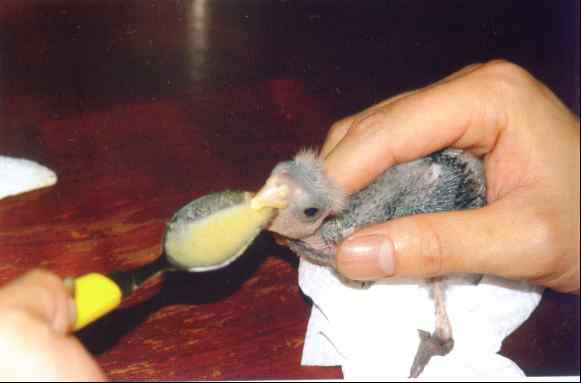 鹦鹉奶粉配方及制作方法