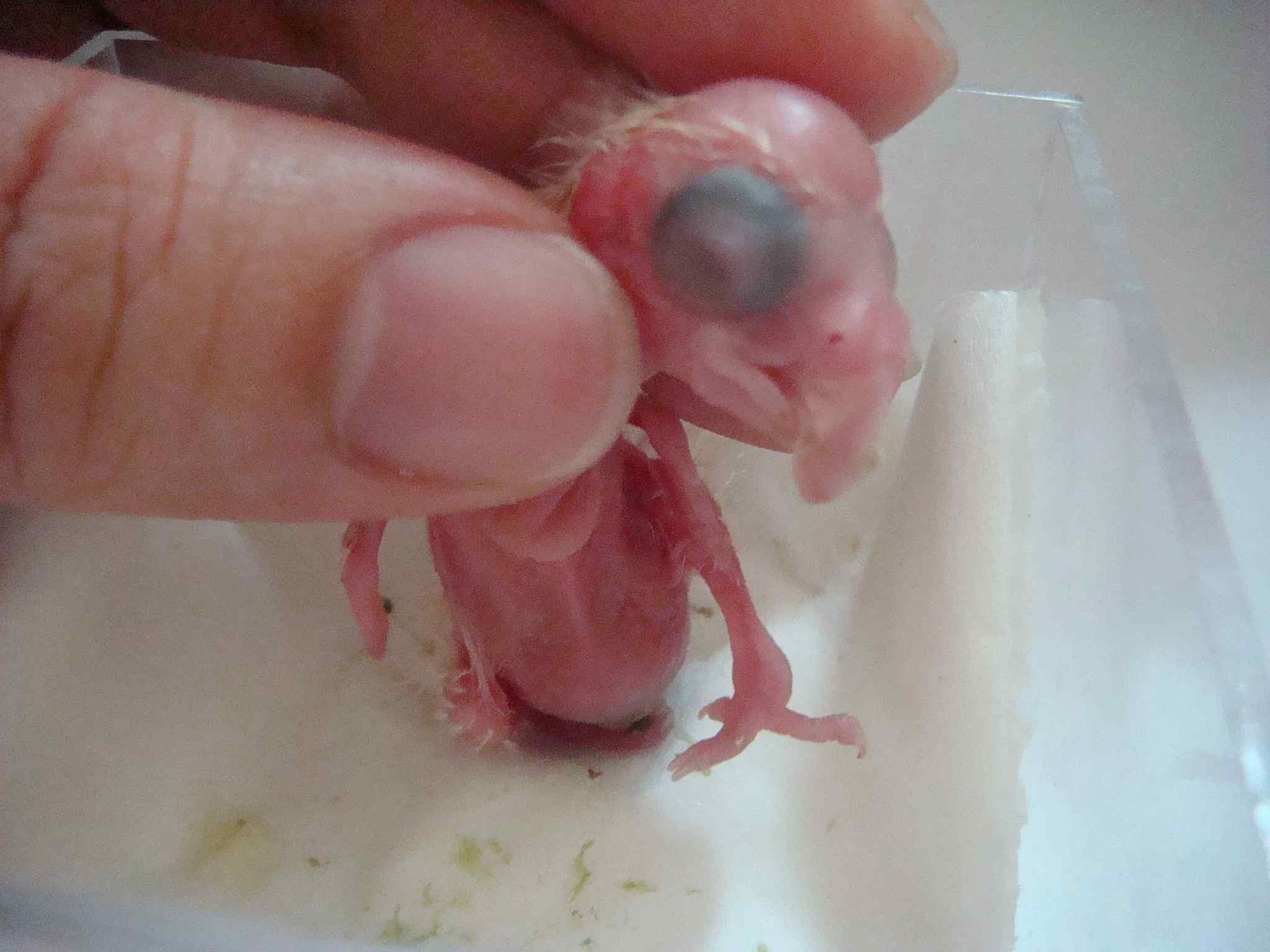 鹦鹉疾病——幼鸟肺内有异物怎么办？