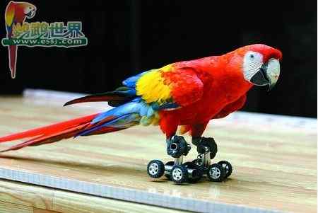 鹦鹉繁殖——如何给雏鸟上脚环