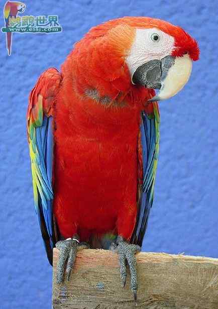 鹦鹉保育——鸟类健康营养食谱