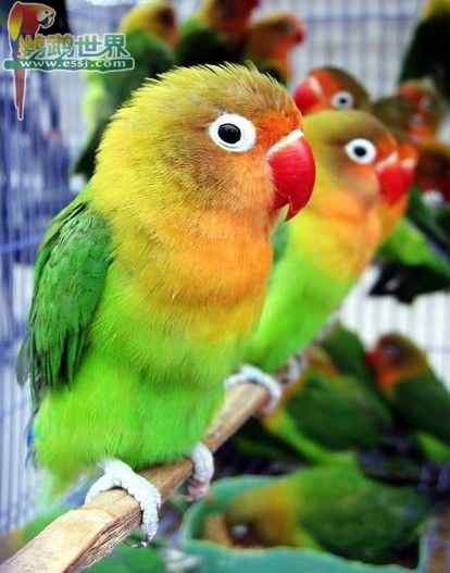 鹦鹉繁殖——孵化器中的空气流通