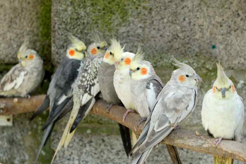 鹦鹉保育——玄凤行为（1）