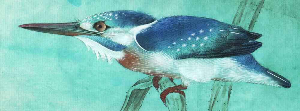 李晓明工笔画——翠鸟的画法