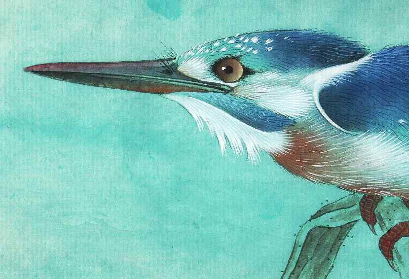 李晓明工笔画——翠鸟的画法