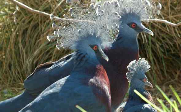 伦敦动物园成功孵化维多利亚凤冠鸽