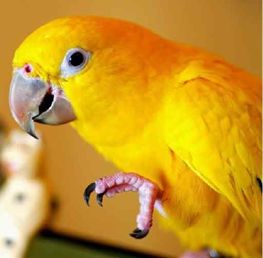 鹦鹉保育——坚果味松饼（维生素E和矿物质）