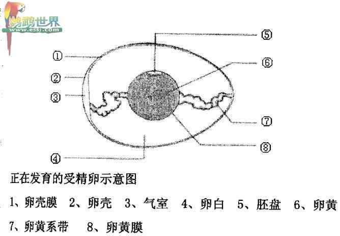 鹦鹉繁殖——胚胎的发育