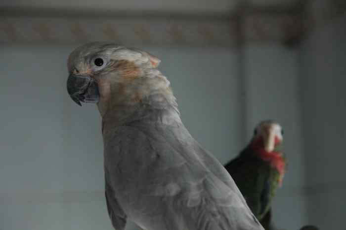 关于非洲鹦鹉的谬论