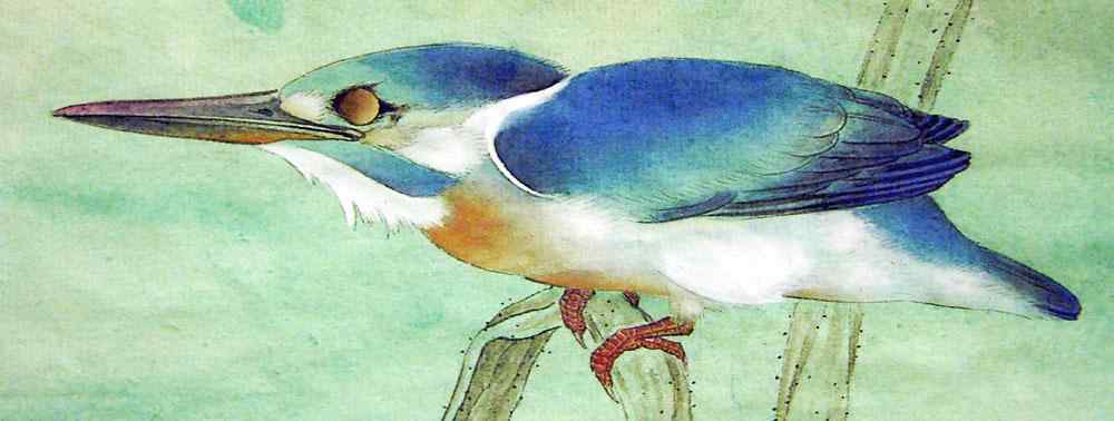 李晓明工笔画——翠鸟的画法