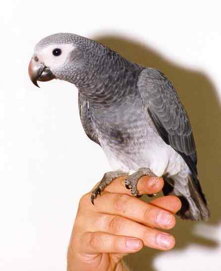 鹦鹉饲养——关于羽毛裁剪