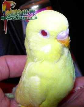 鹦鹉繁殖——人工协助雏鸟破壳