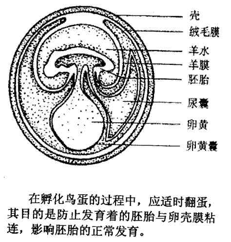鹦鹉繁殖——孵化的温度和蛋的翻转