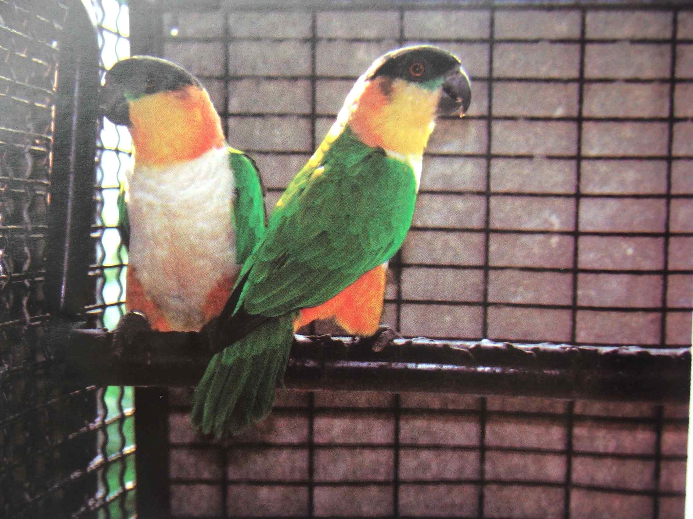 鹦鹉保育——食物对于鸟类健康的重要性