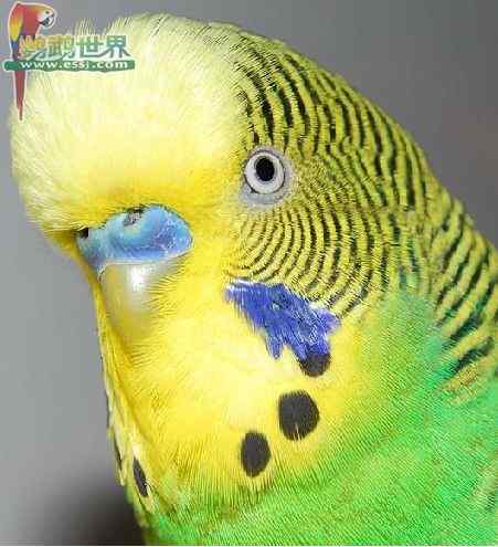 鹦鹉繁殖——蛋摆放的位置、翻转和破壳