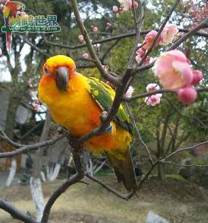 鹦鹉保育——前言：食物对于鸟类健康的重要性