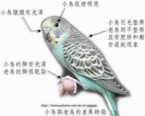 繁殖虎皮鹦鹉应注意的问题