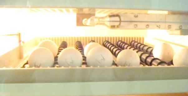 鹦鹉繁殖——现代人工孵化的介绍