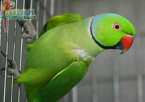 鹦鹉繁殖——充油恒温器和电子恒温器